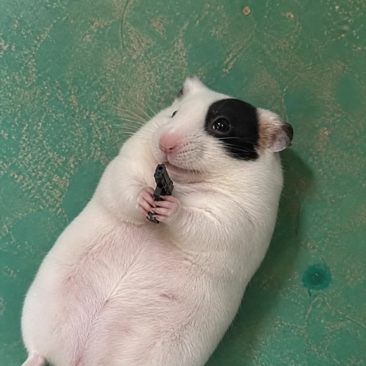 Acervo Doguinhos Gunified Hamster gunified animal portrait