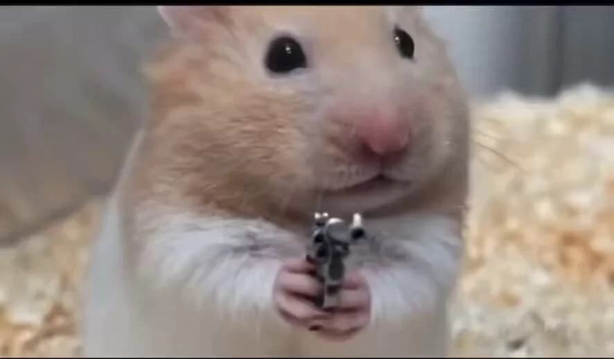 Golden hamster