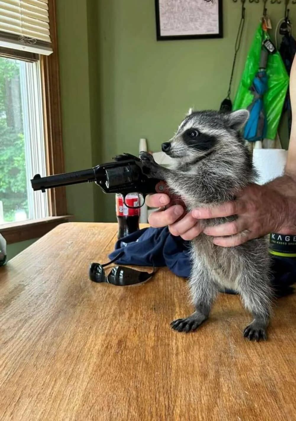 A raccoon standing at a table beside a revolver