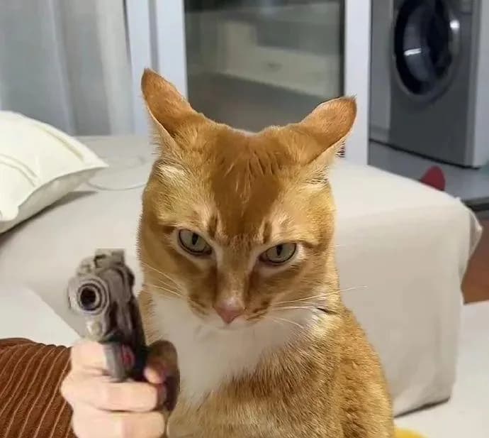 Brown tabby cat
