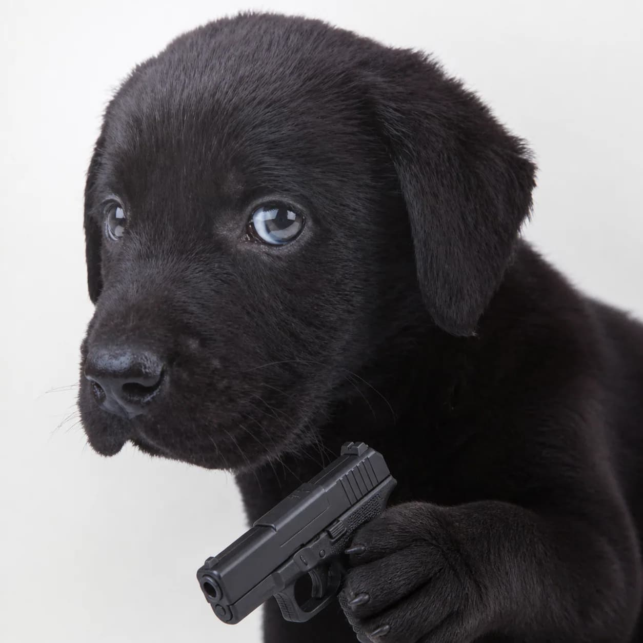 A tiny black puppy with sad eyes holding a pistol
